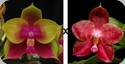 Phal. Pylos Novelty